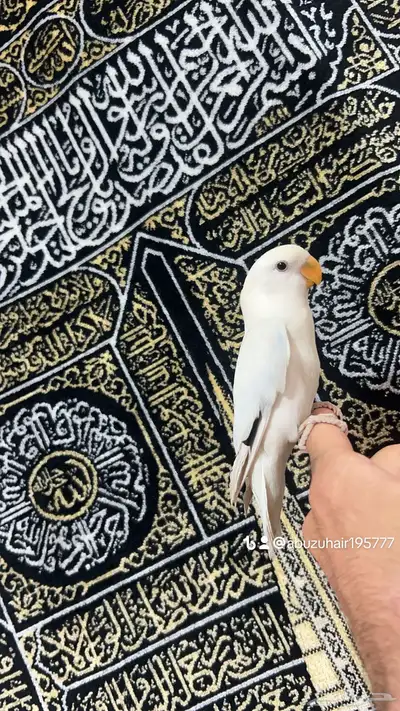 طيور روز أليفة لطيفين ولاعبين واللي يبغى زين يلحق عليه 2