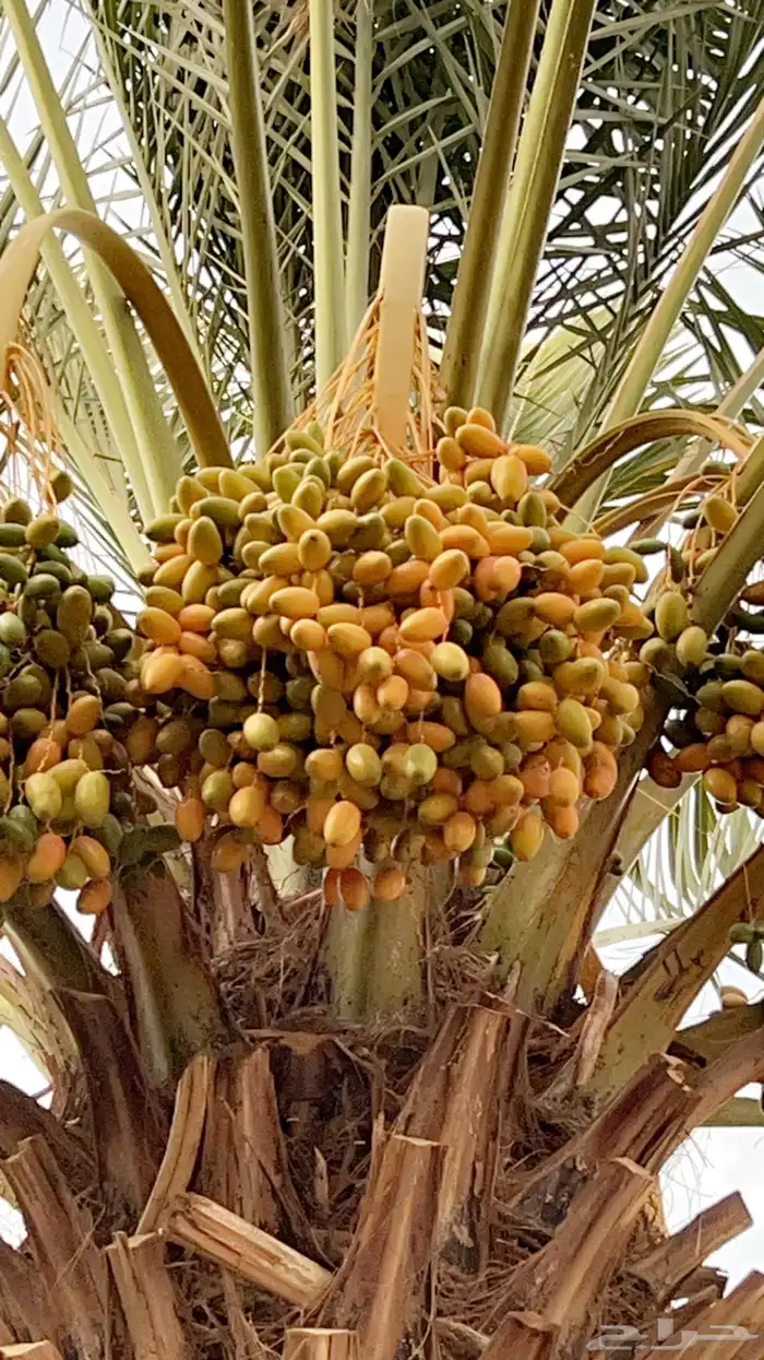 للبيع ثمار نخل في السليل التابع لوادي بن هشبل 9