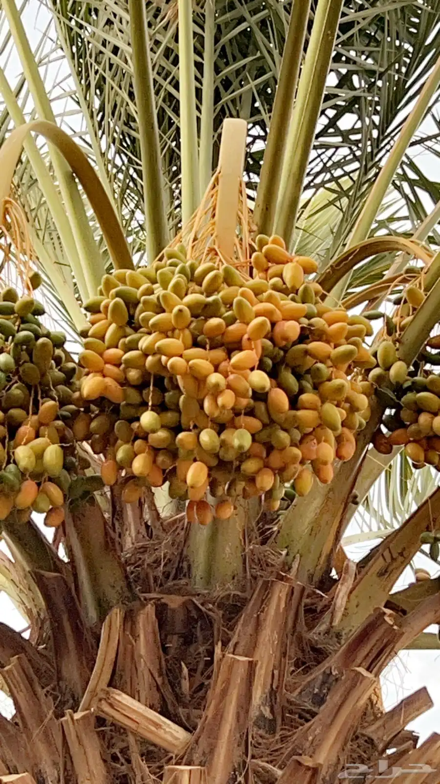 للبيع ثمار نخل في السليل التابع لوادي بن هشبل 9