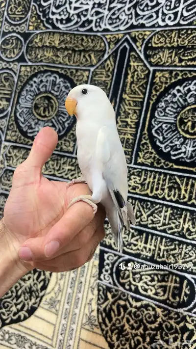 طيور روز أليفة لطيفين ولاعبين واللي يبغى زين يلحق عليه 5