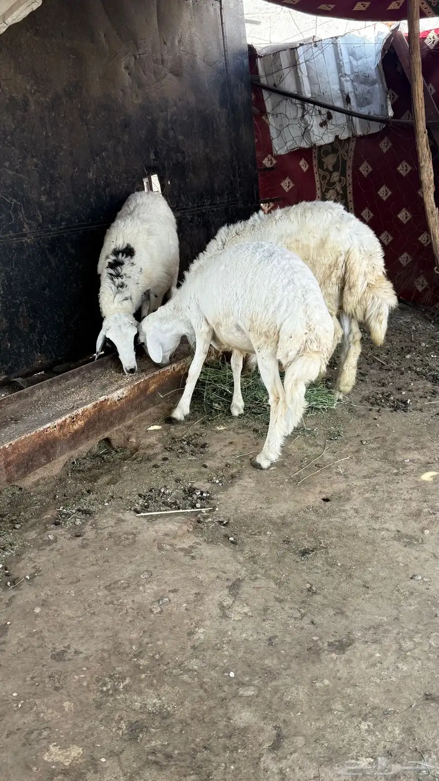 ذبايح 0