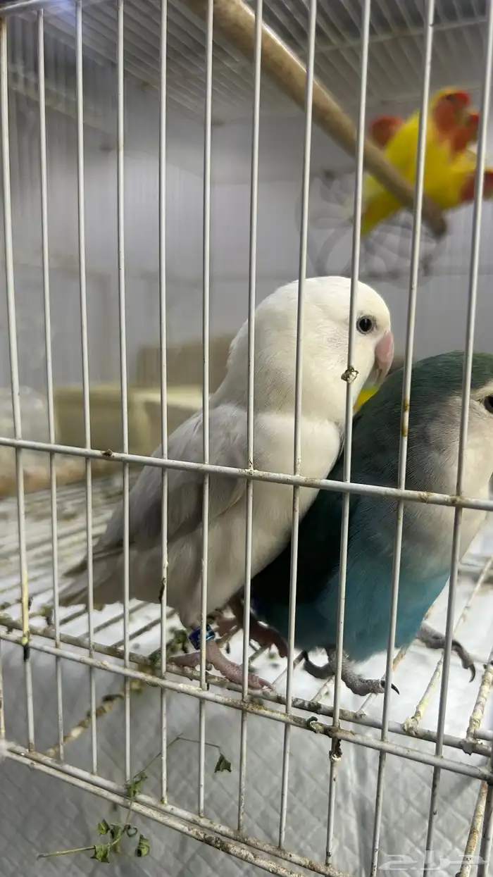 6 حبات روز للبيع 3