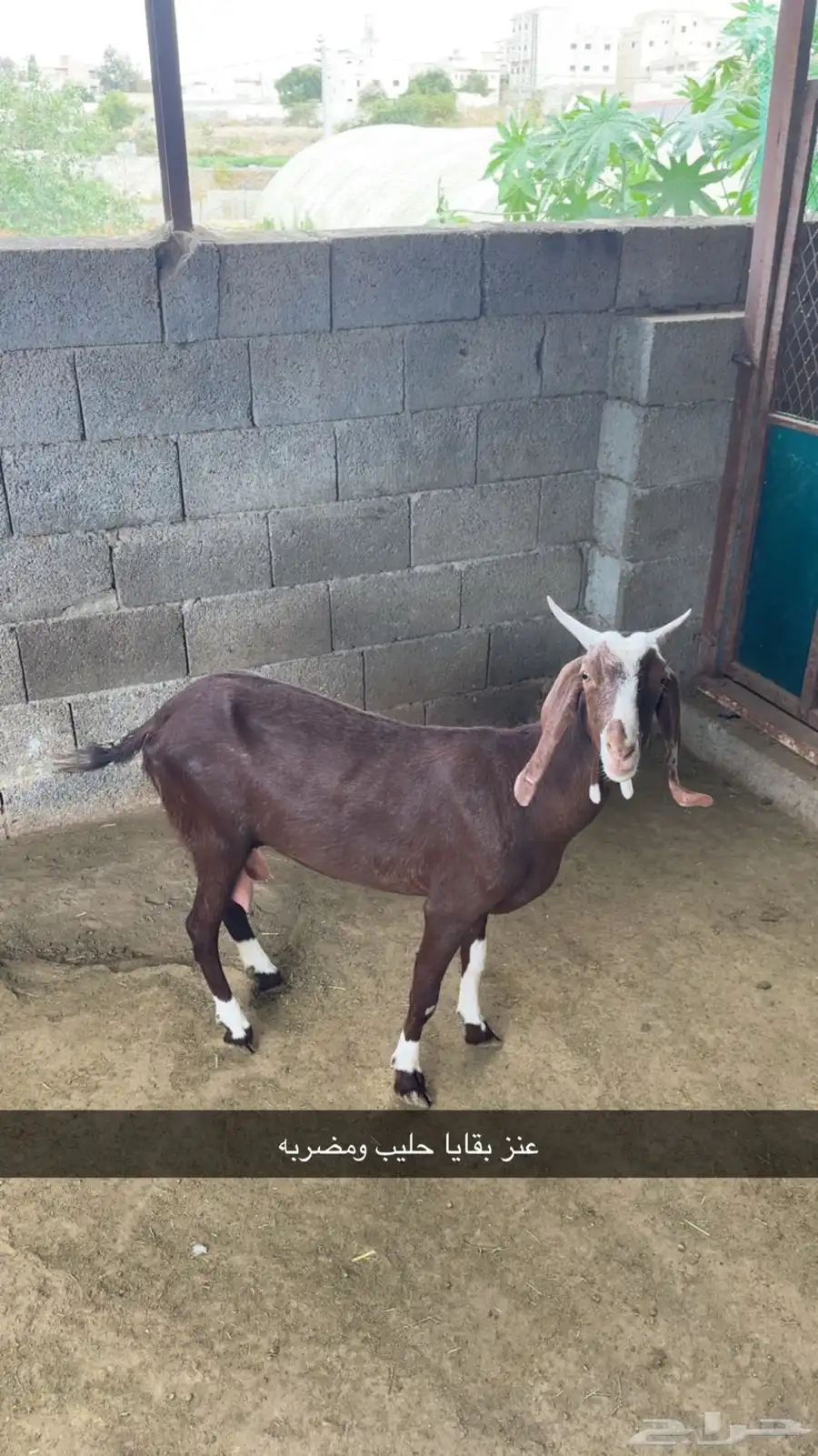 ماعز مطور 2