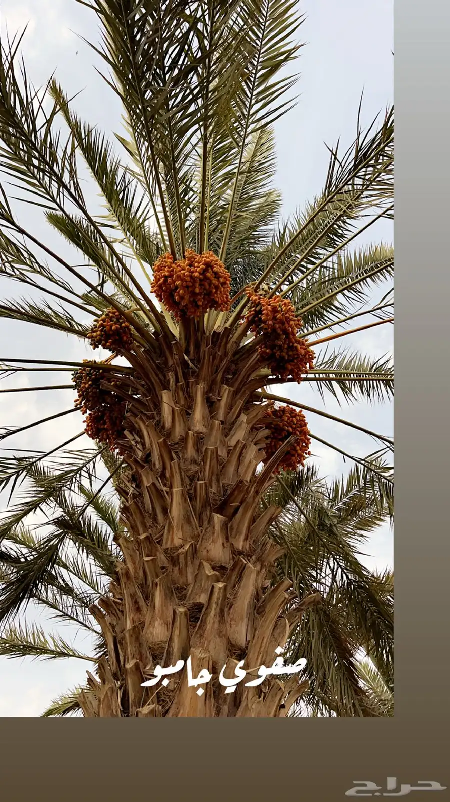 للبيع ثمار نخل في السليل التابع لوادي بن هشبل 7