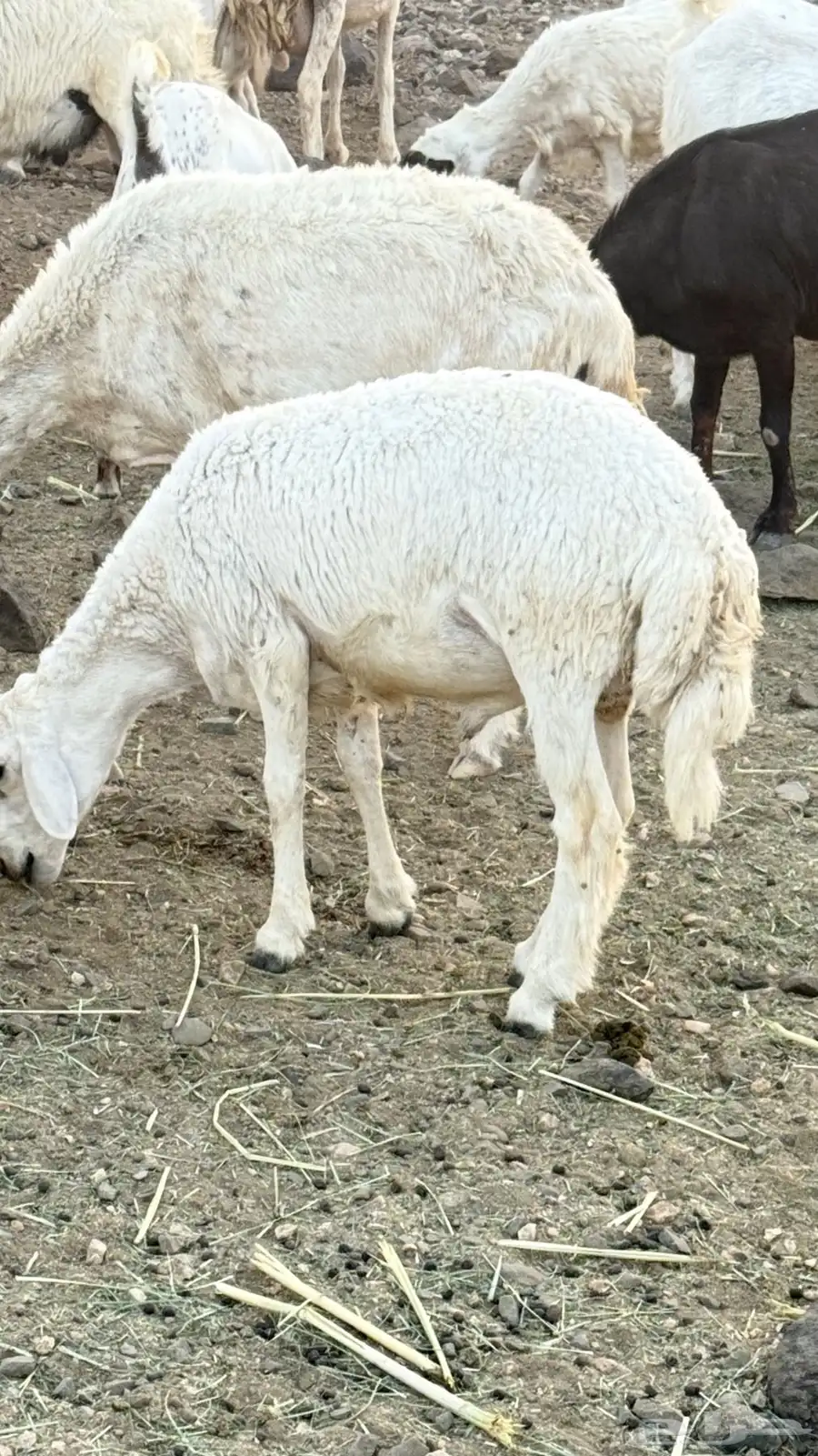 ذبايح 2
