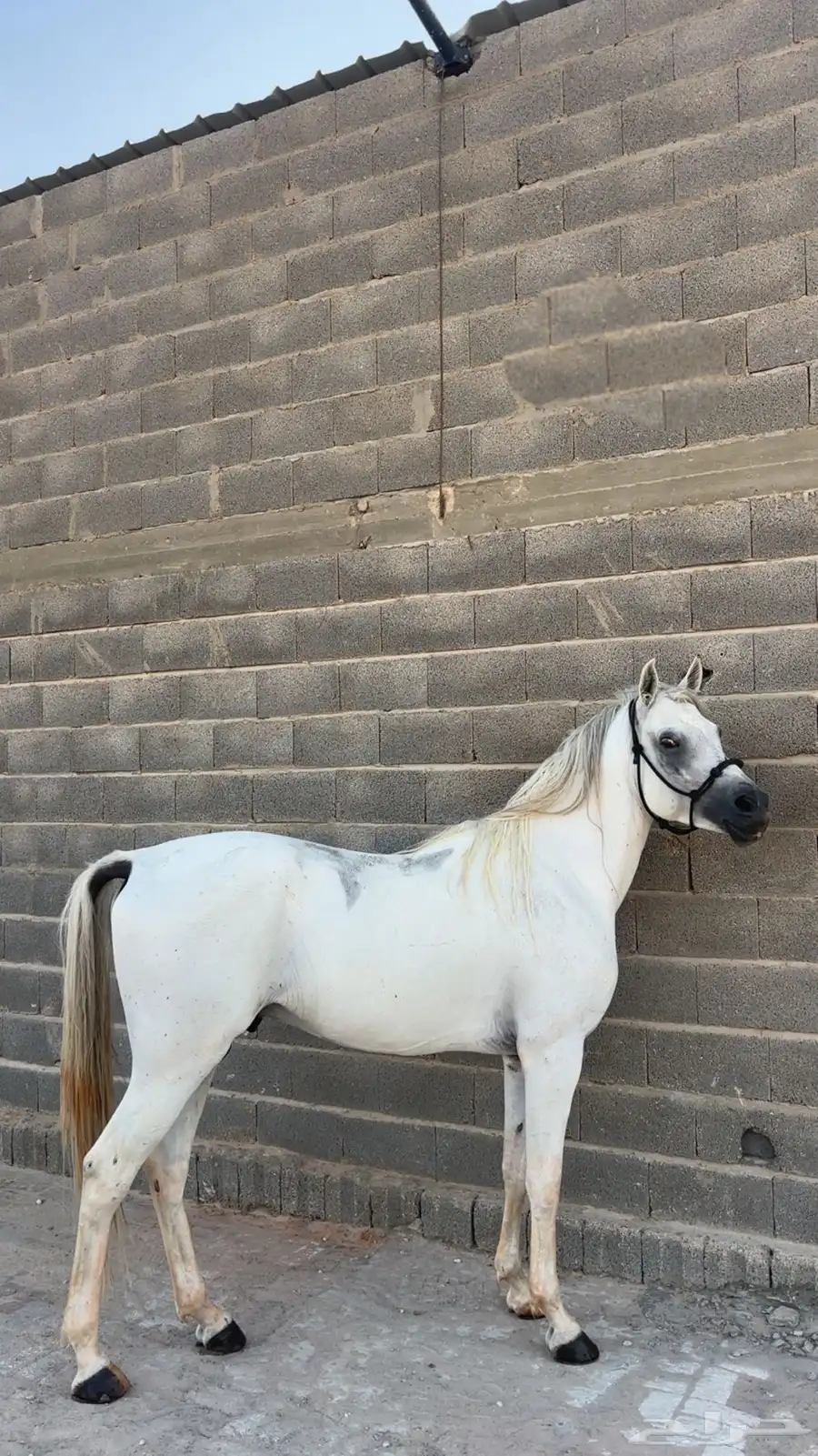 حصان شعبي فاخر 2