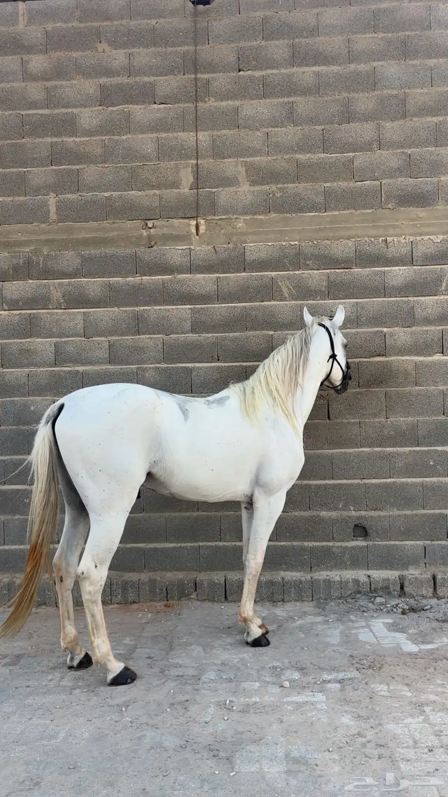 حصان شعبي فاخر 1
