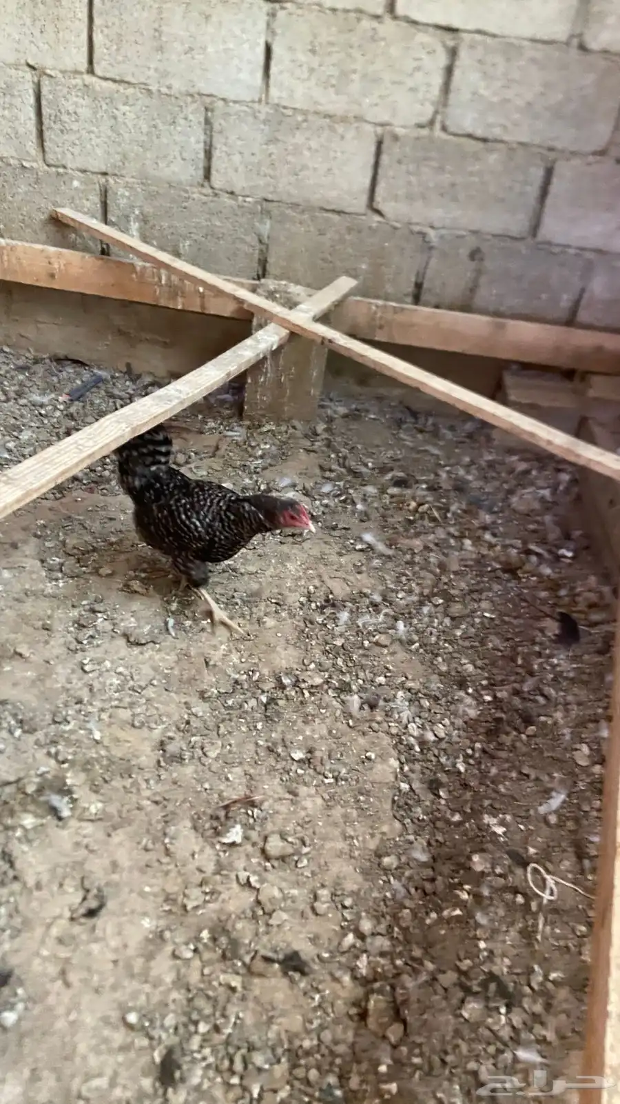 دجاج بلدي مزرعه 4