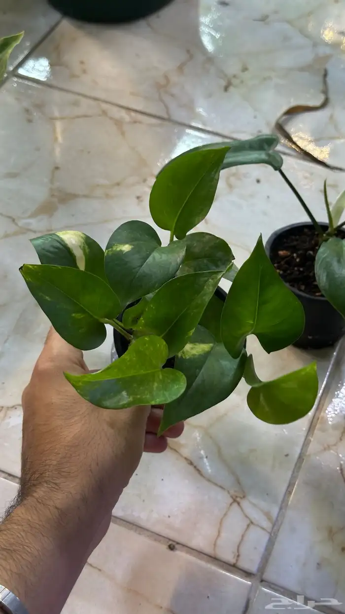 بكج نباتات داخلي سهلة العنايه 4