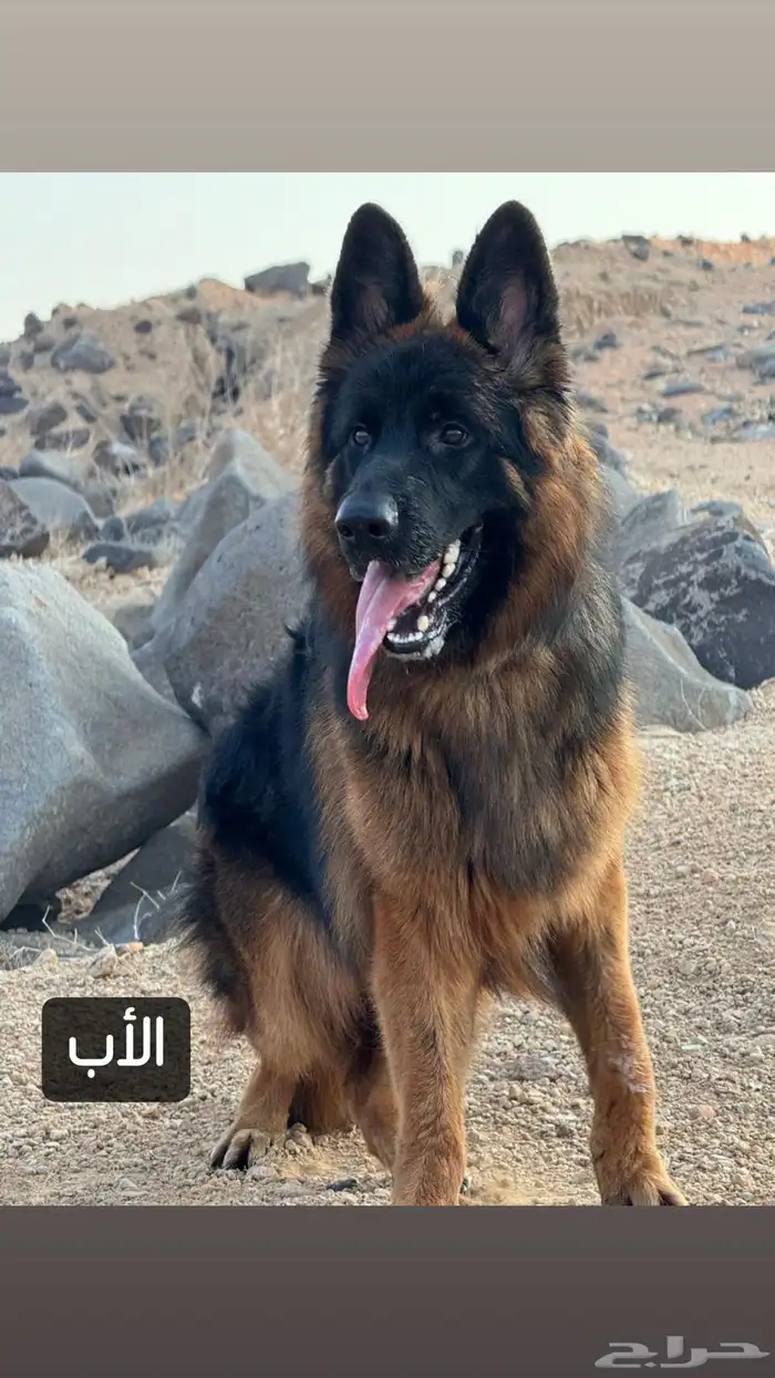 جراوي جيرمين شيبرد 6