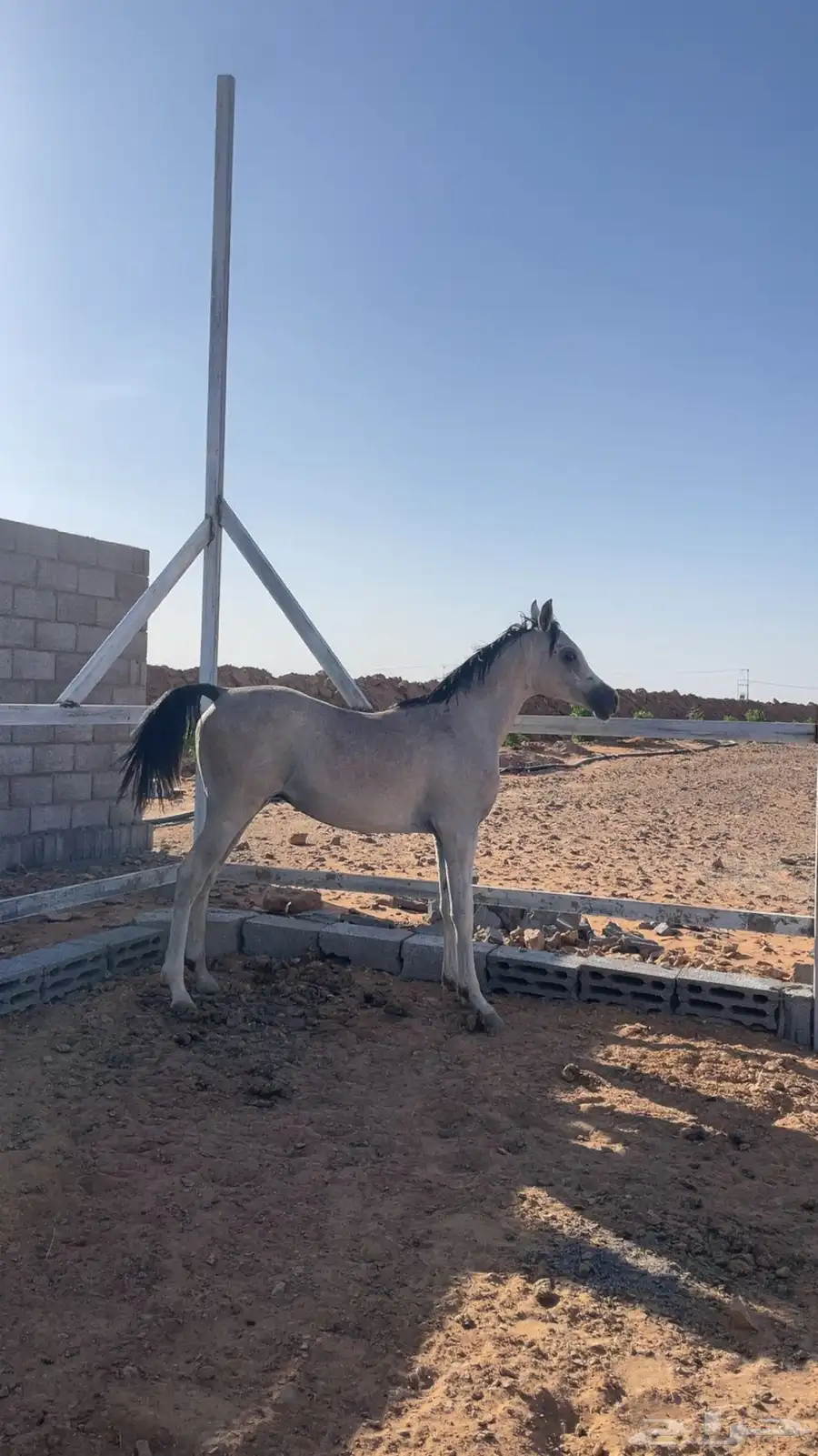 مهر واهو للييع مستعجل 2