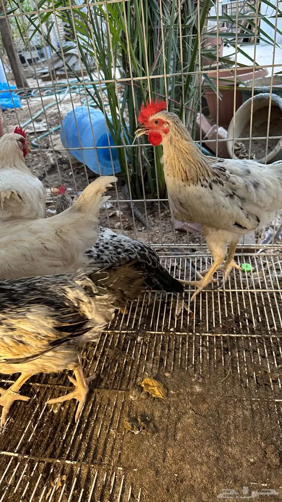 للبيع ديوك لوهمان وفرنسي كولومبي 4