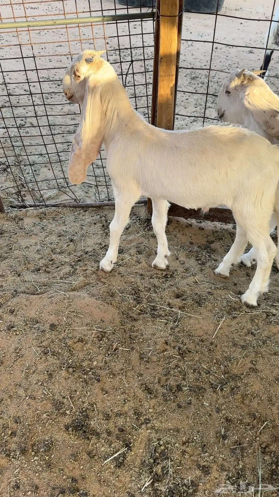 للبيع جفار مندي تيوس 0