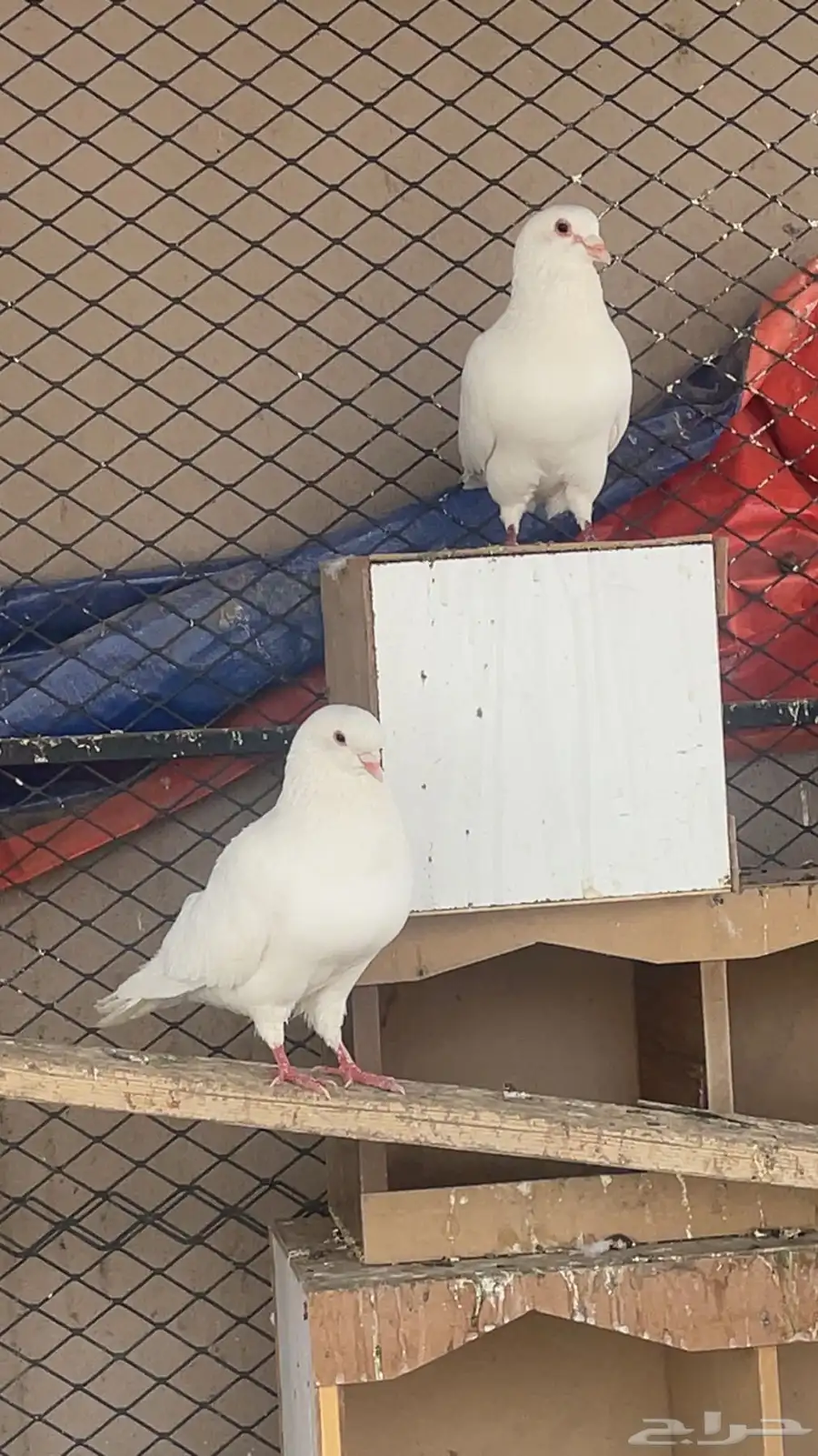 حمام فرنسي 0