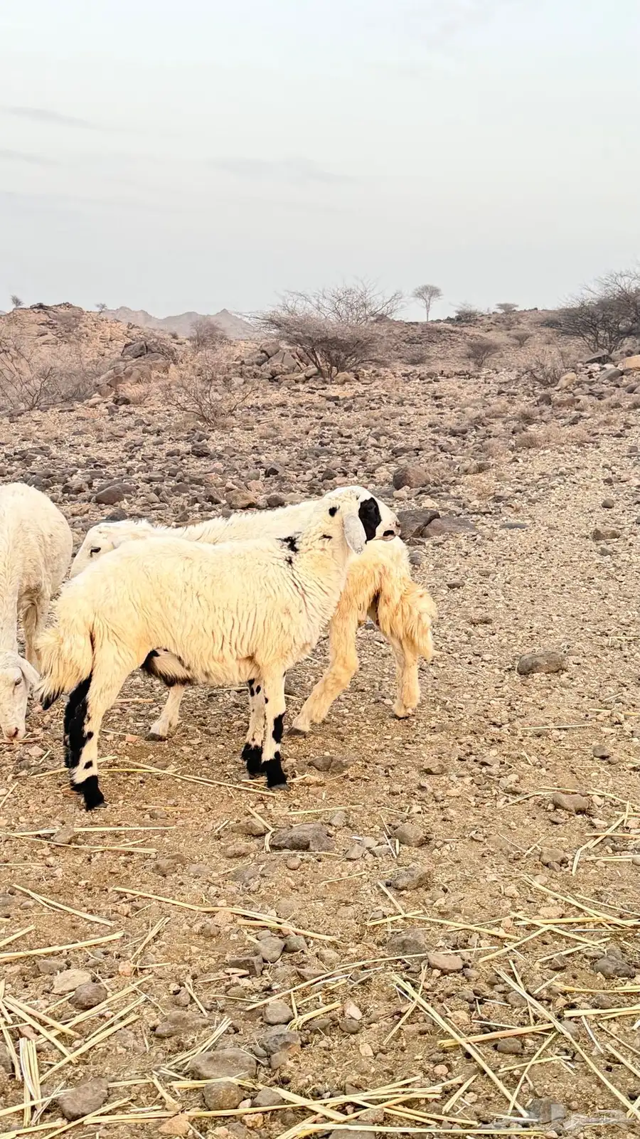 ذبايح 1