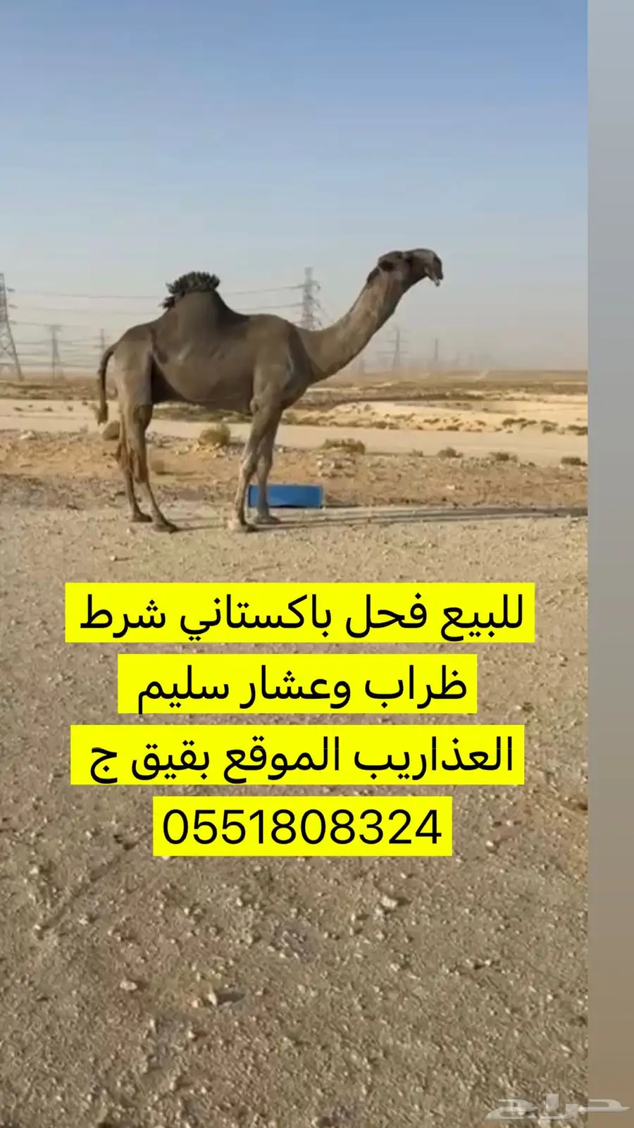 باكستاني شرط ضراب وعشار وهداوه 0