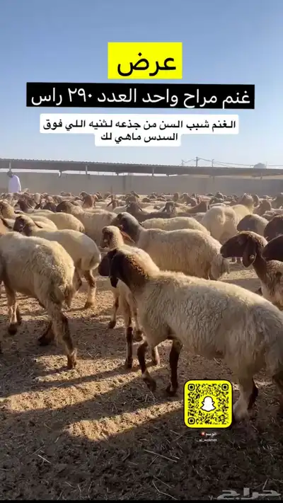 غنم مراح 3