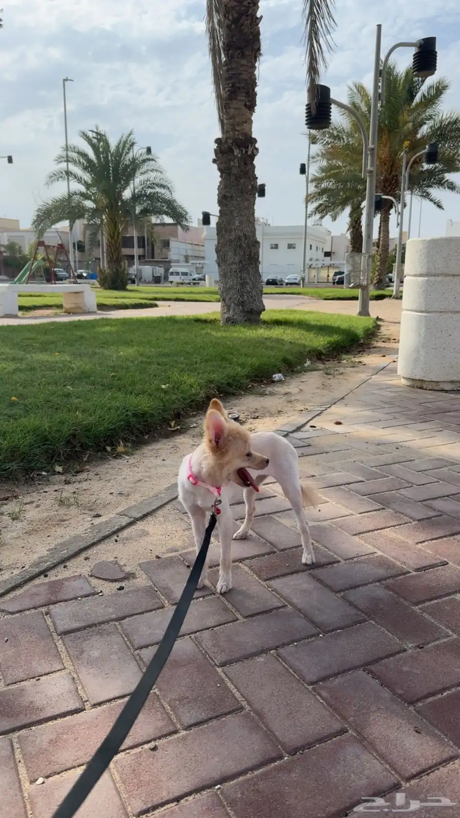 كلب بومرينيان 1