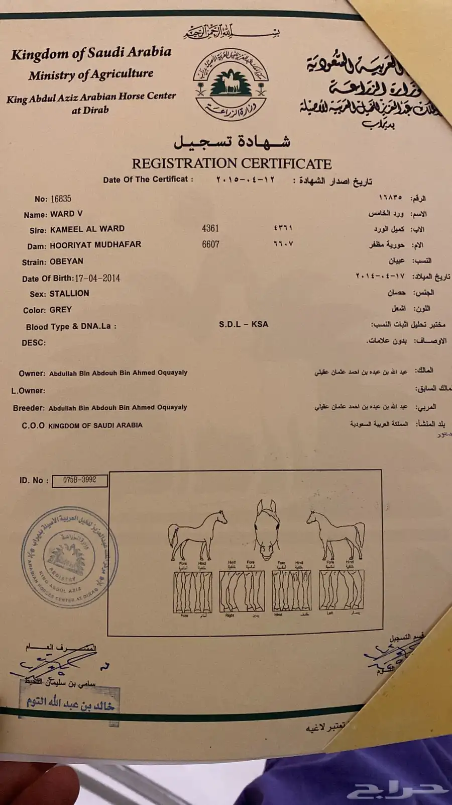 خيل اصيل للبيع 3