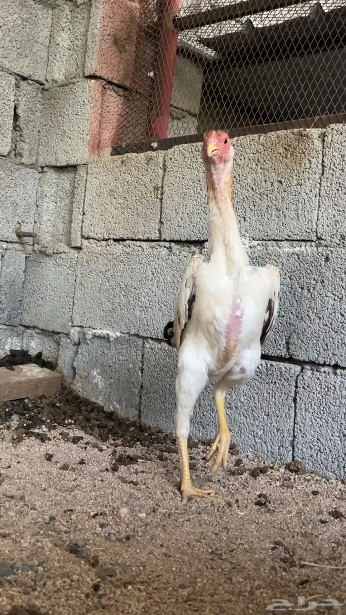 شامو ياباني 4