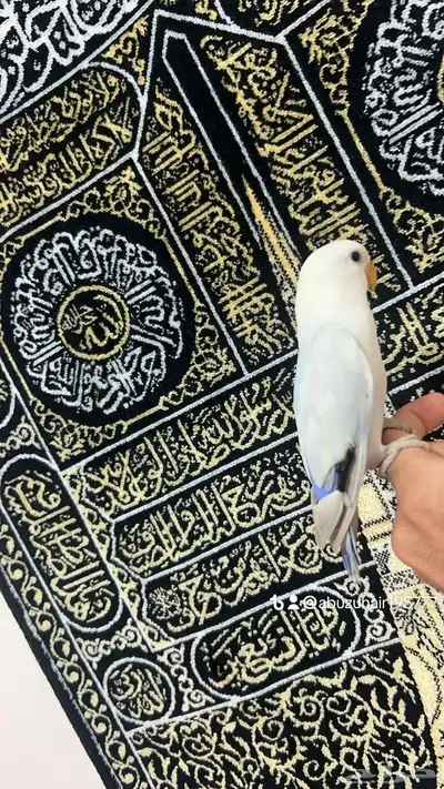 طيور روز أليفة لطيفين ولاعبين واللي يبغى زين يلحق عليه 3