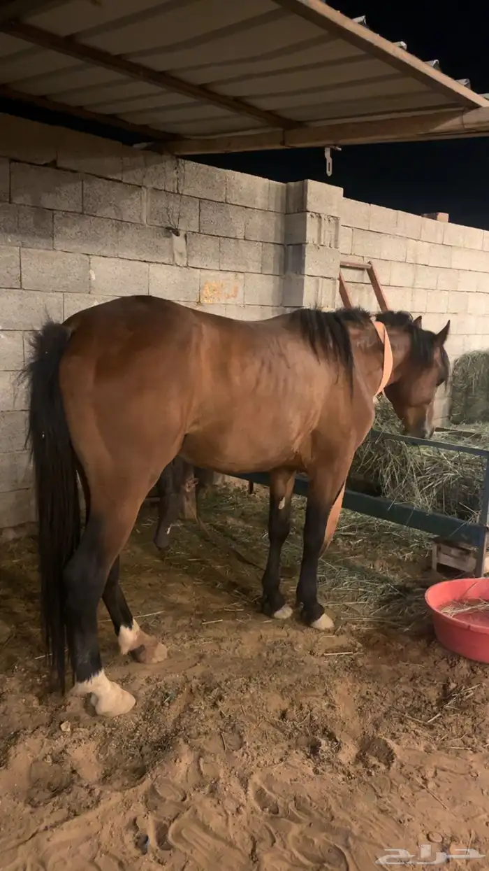 حصان وعربة خيل 1