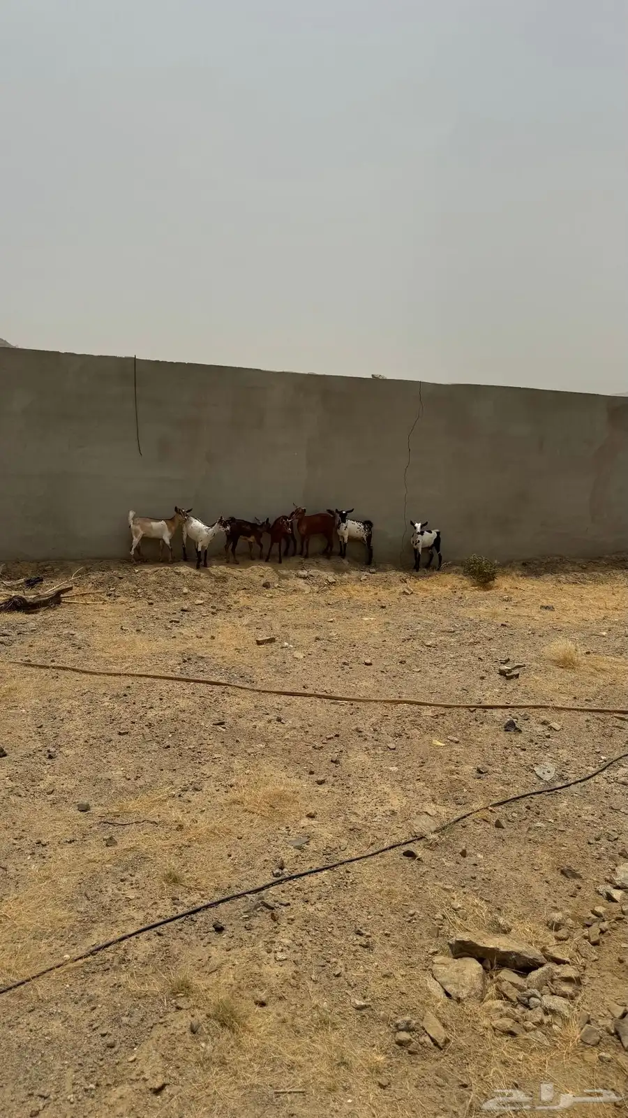 بهم للبيع 2