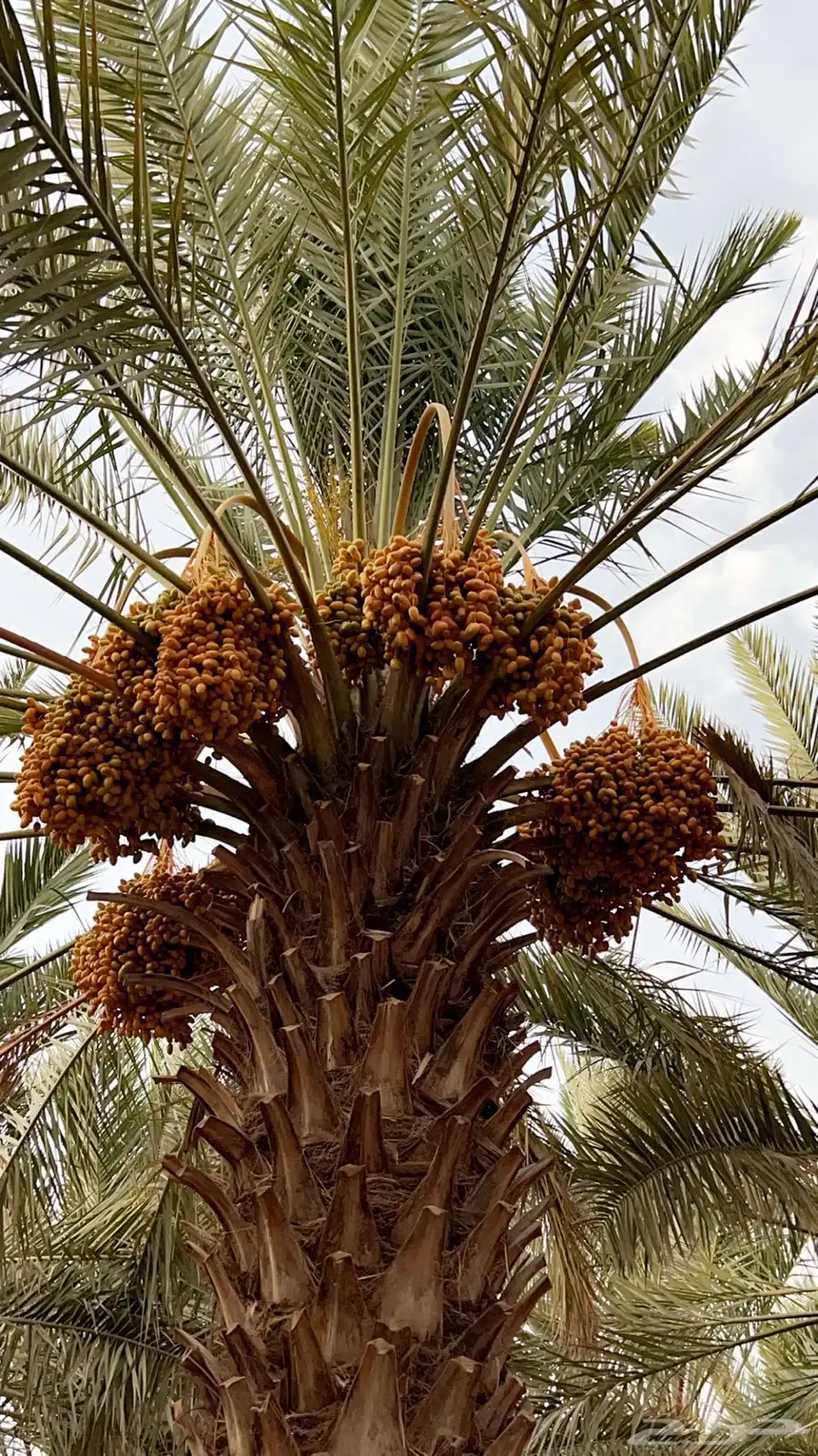 للبيع ثمار نخل في السليل التابع لوادي بن هشبل 12