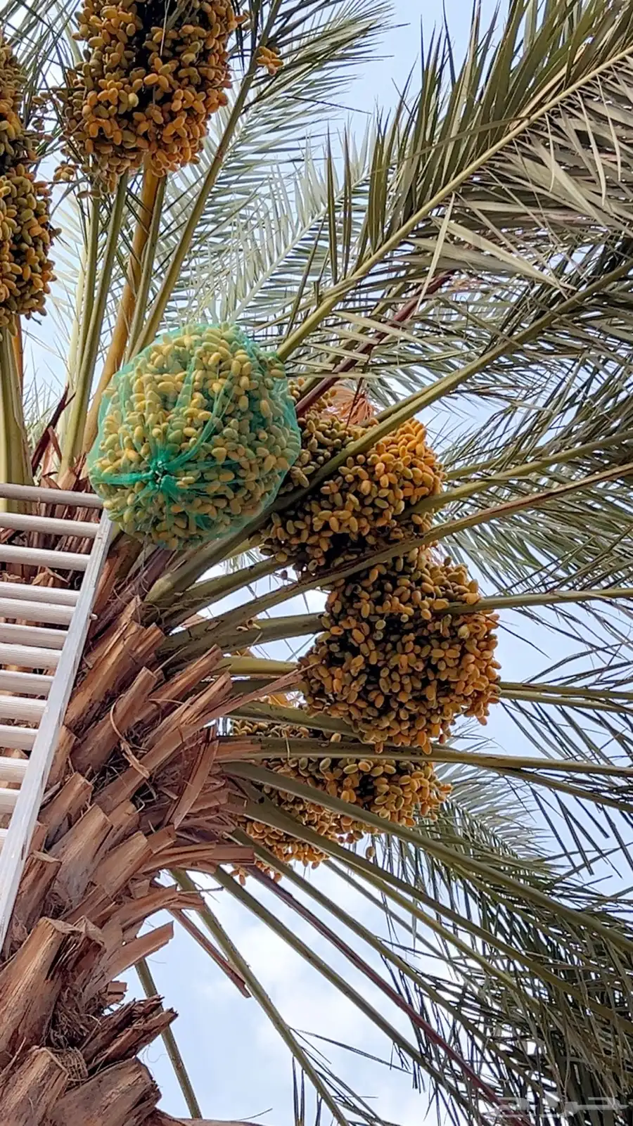 للبيع ثمار نخل في السليل التابع لوادي بن هشبل 1