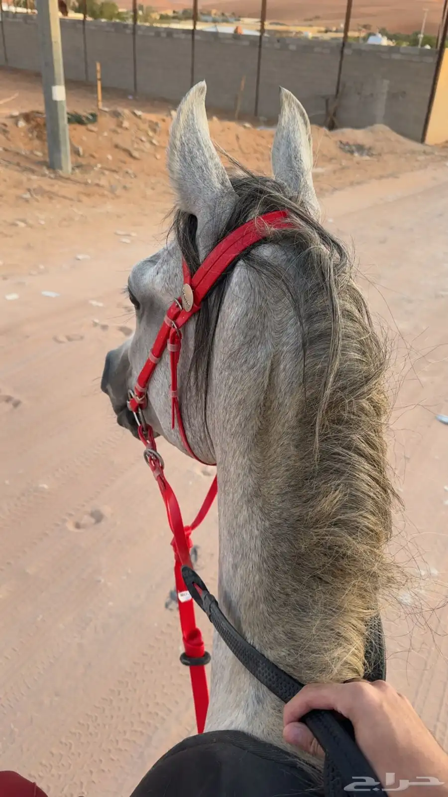 حصان شعبي للبيع 3