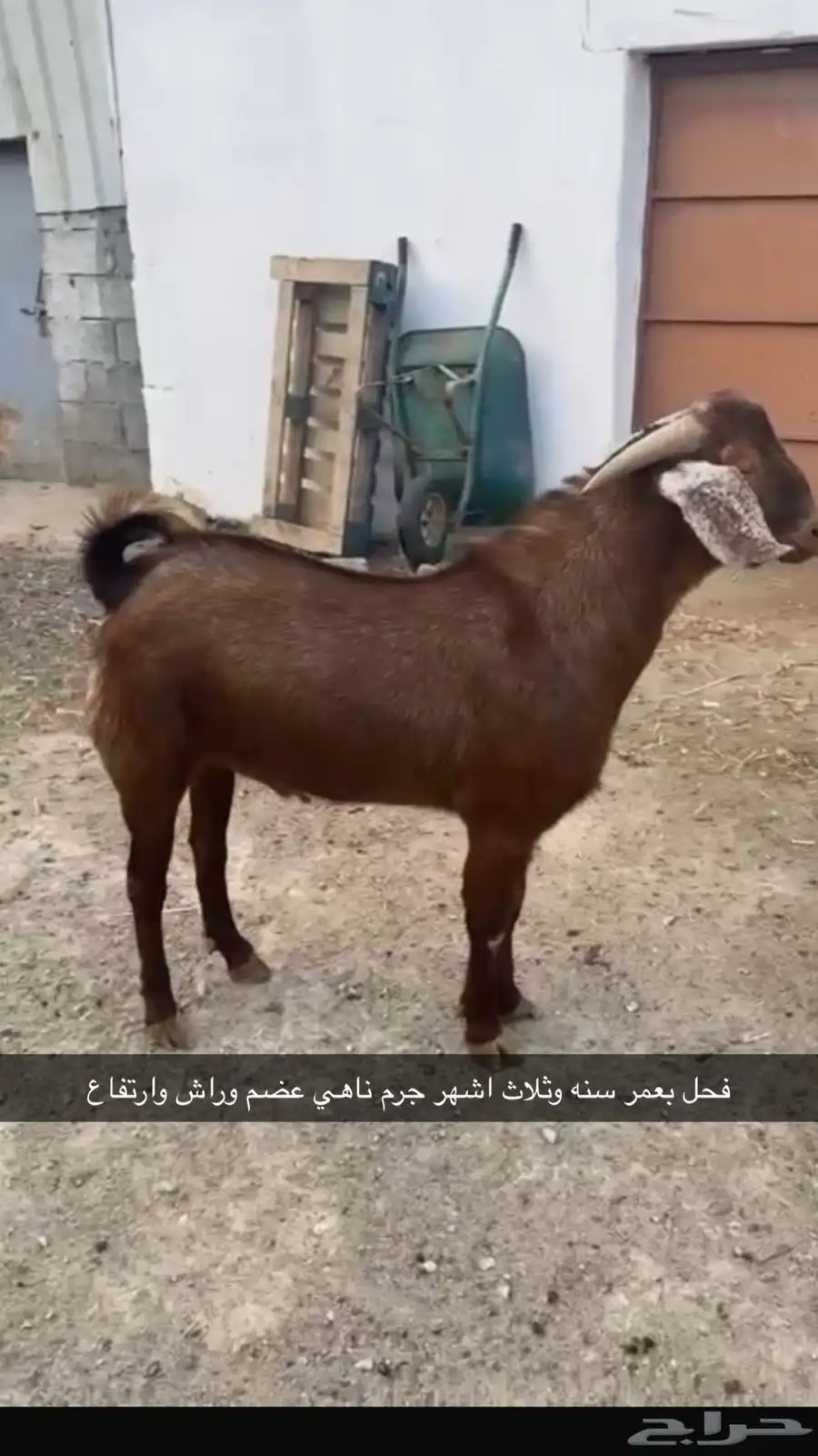 ماعز مطور 0