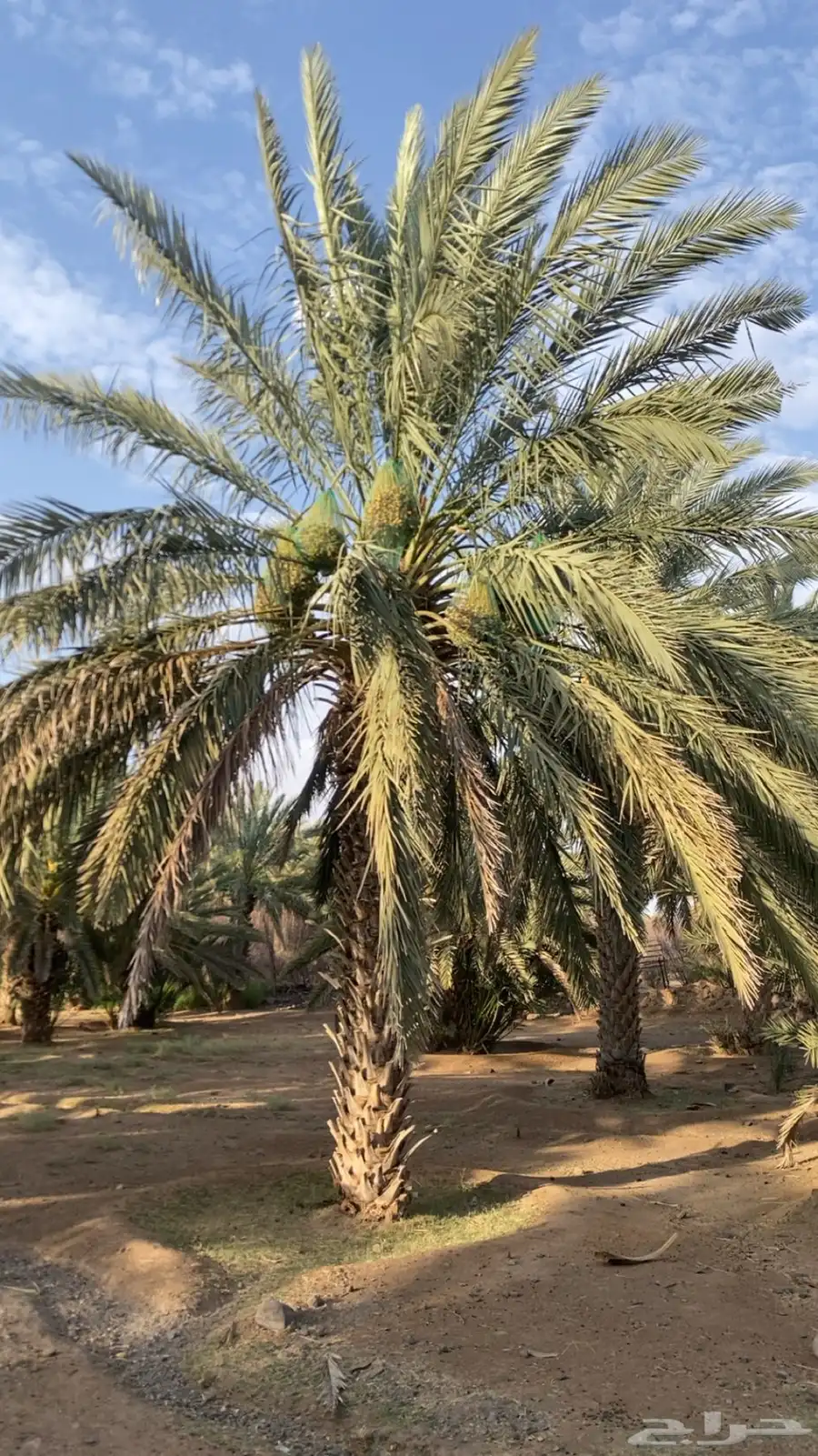 للبيع محصول مزرعه تمر متلبن 1