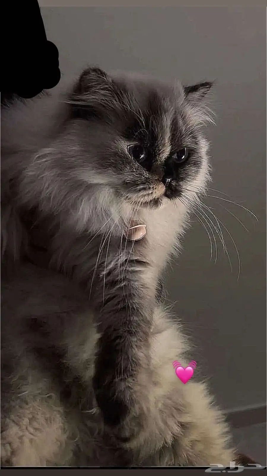 بسس للتبني 3