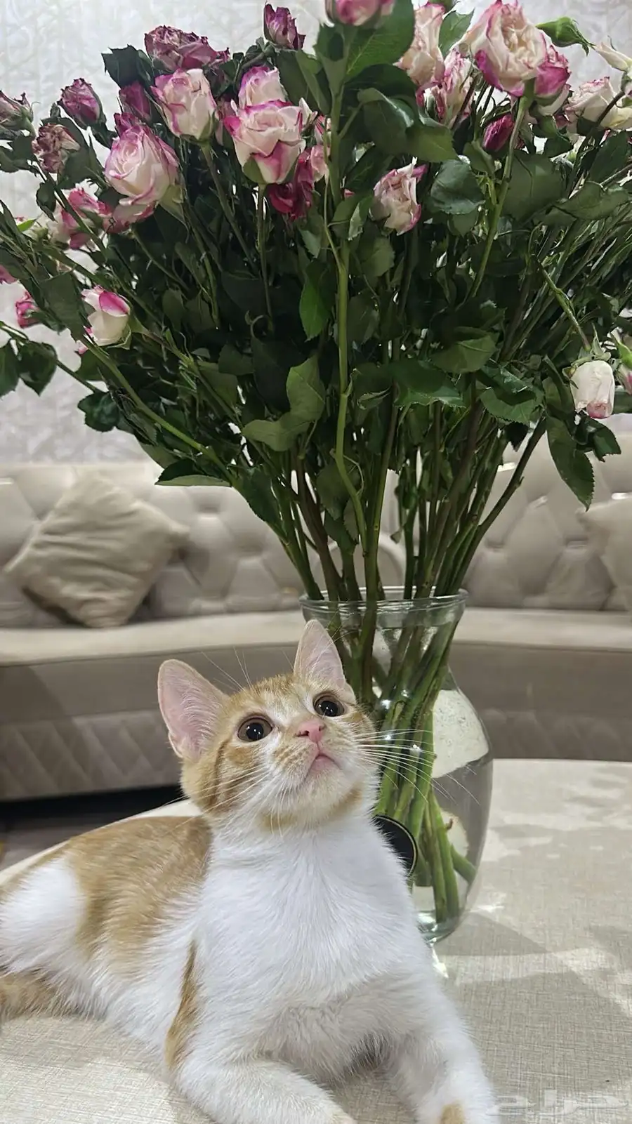 قطط 7