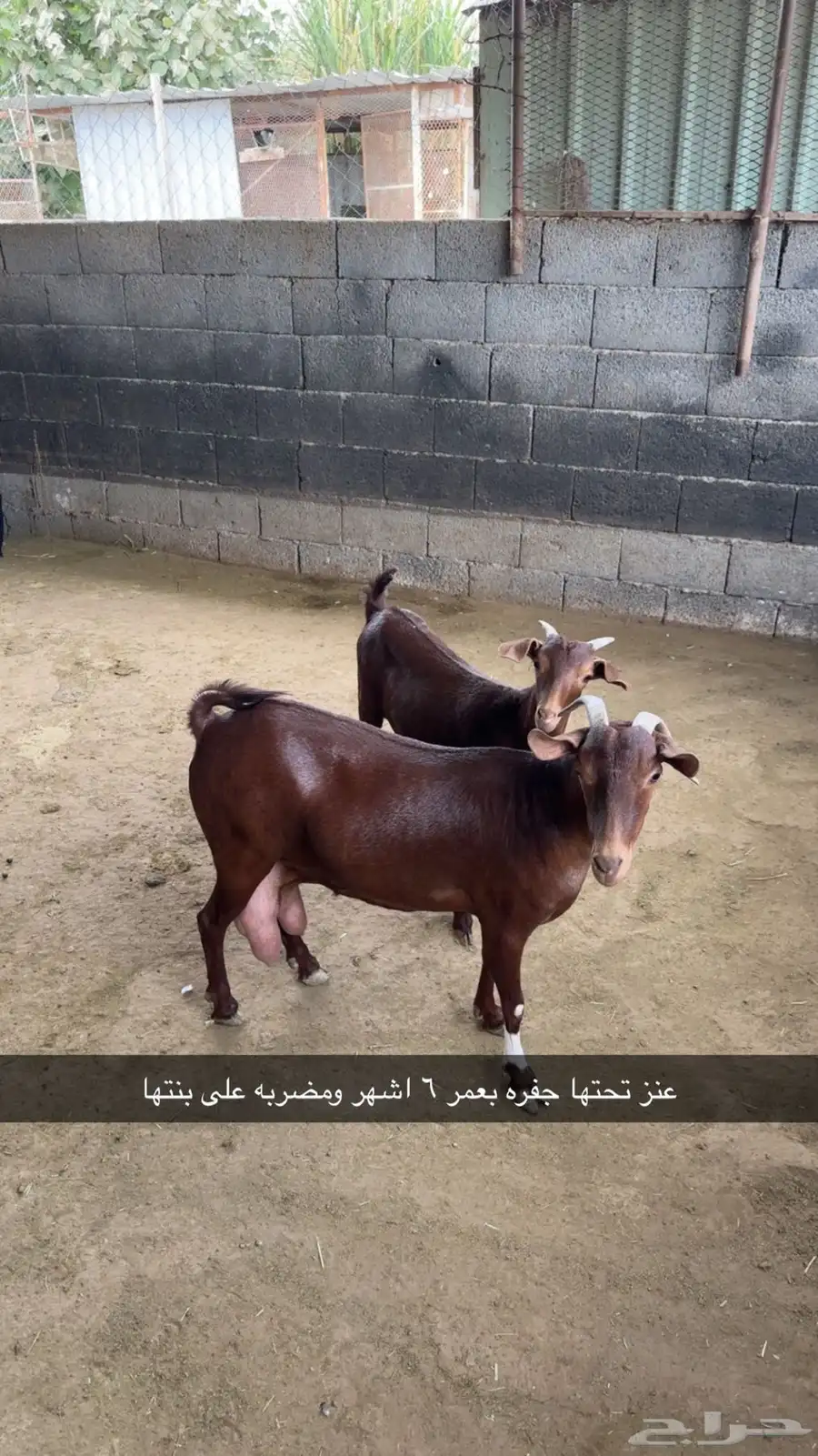 ماعز مطور 5