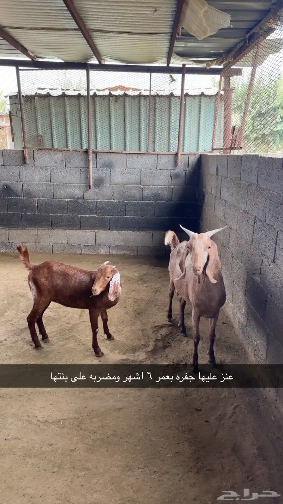 ماعز مطور 4