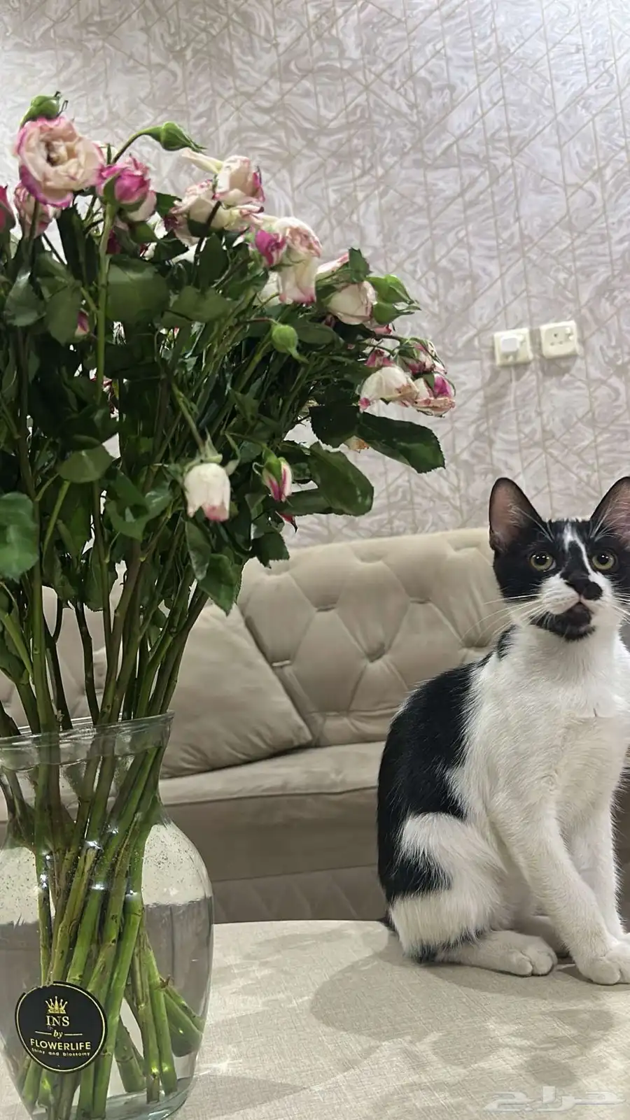 قطط 8