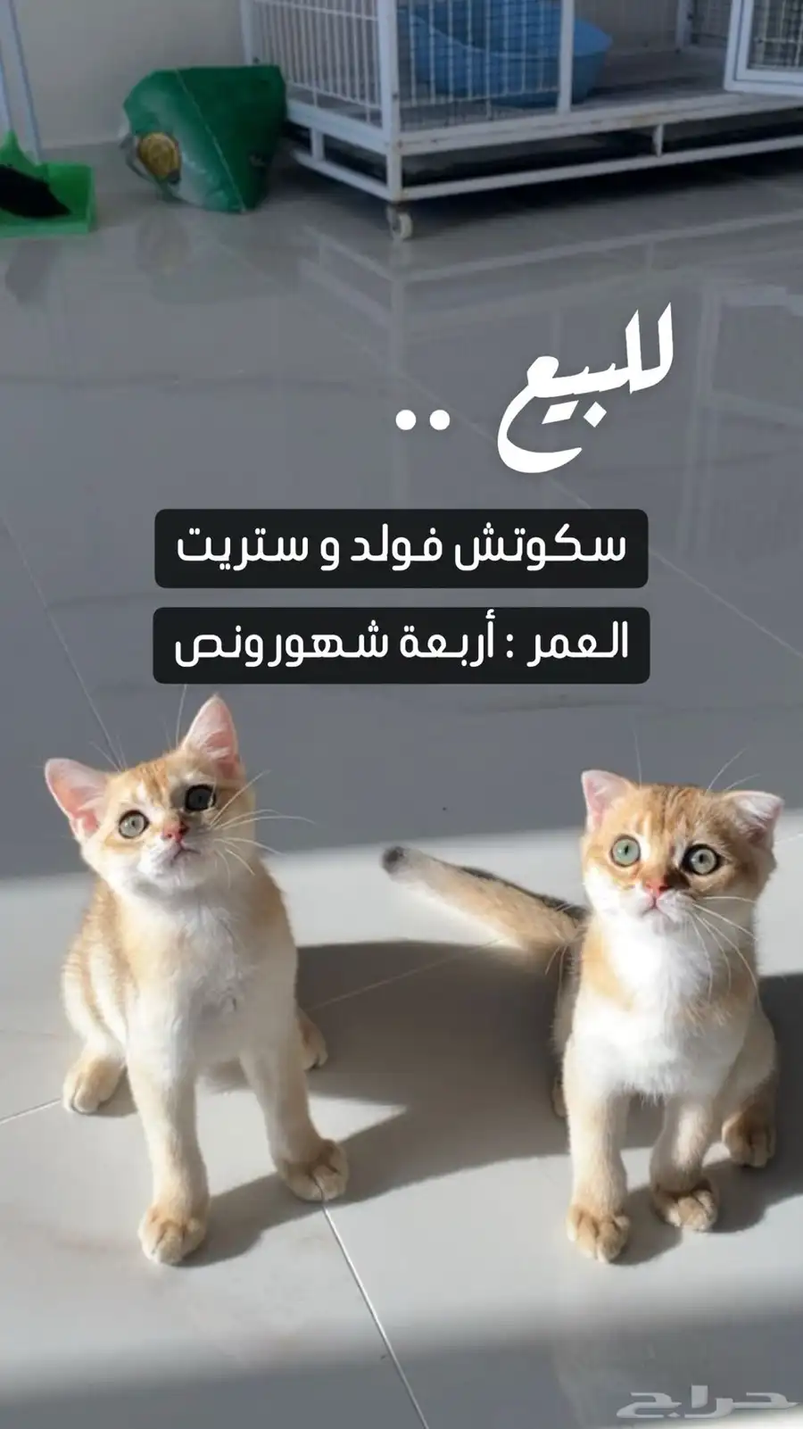 قطط سكوتش فولد وستريت 0