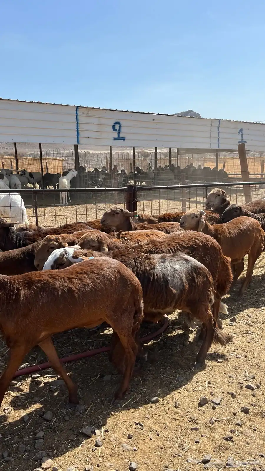 طليان سواكن حمري فواخر نرابى جادعان 39