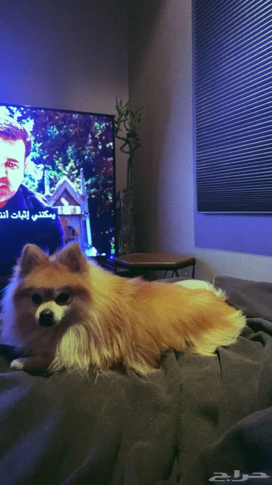 بومرينيان 1