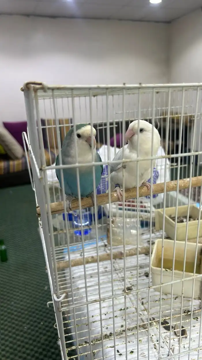 6 حبات روز للبيع 1