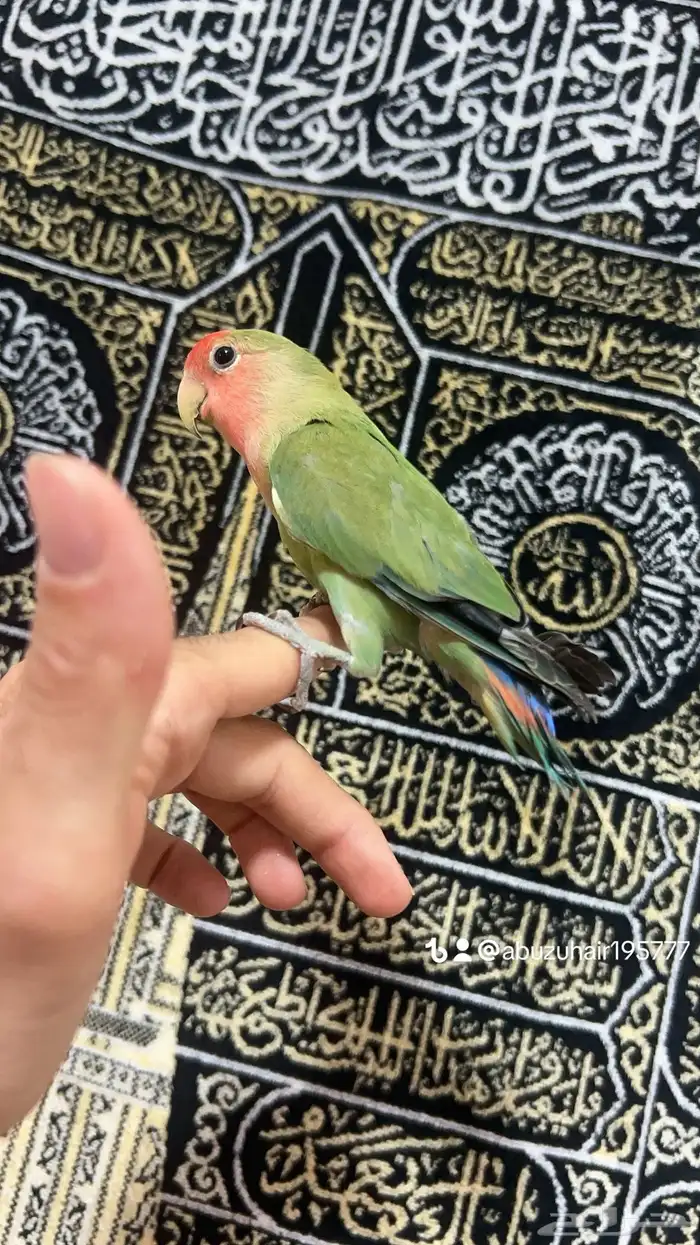 طيور روز أليفة لطيفين ولاعبين واللي يبغى زين يلحق عليه 6
