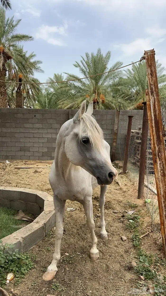 حصان شعبي للبيع 0