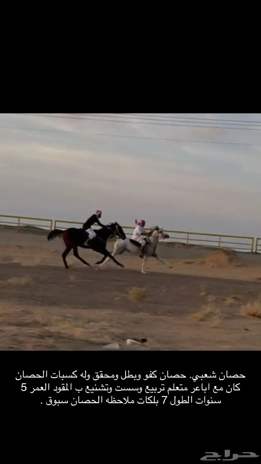 حصان شعبي سبق 0
