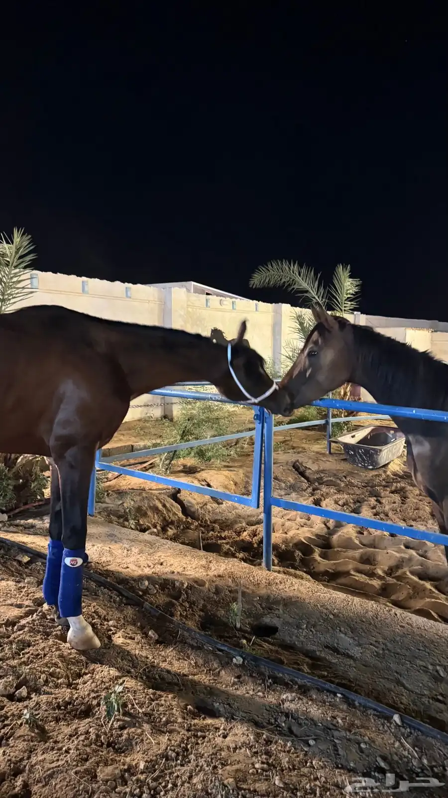 حصان شعبي 3