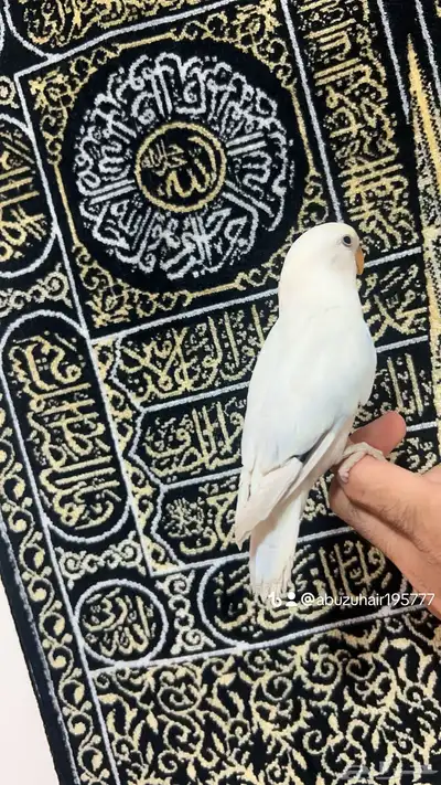 طيور روز أليفة لطيفين ولاعبين واللي يبغى زين يلحق عليه 4
