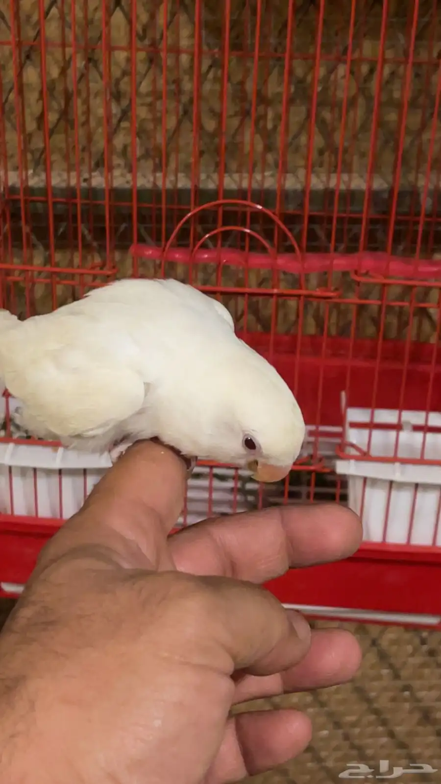 روز اليف 0