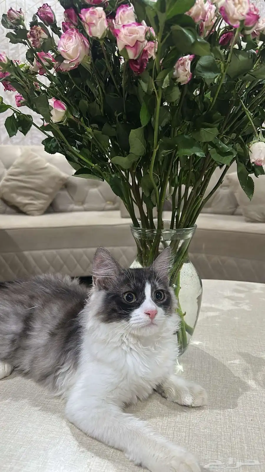 قطط 0