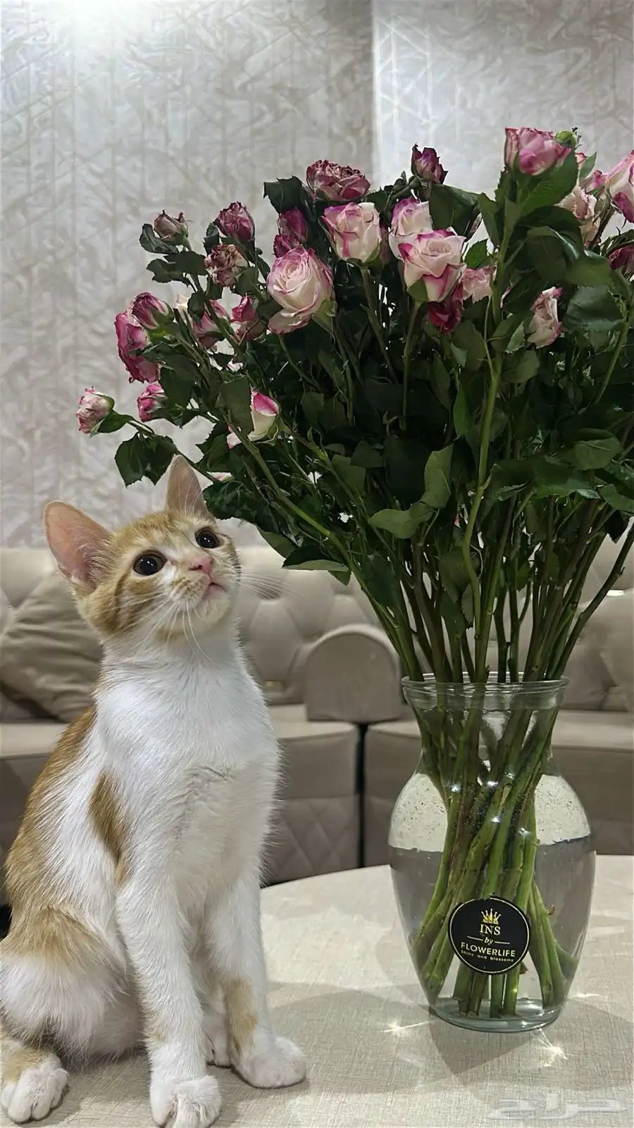 قطط 2