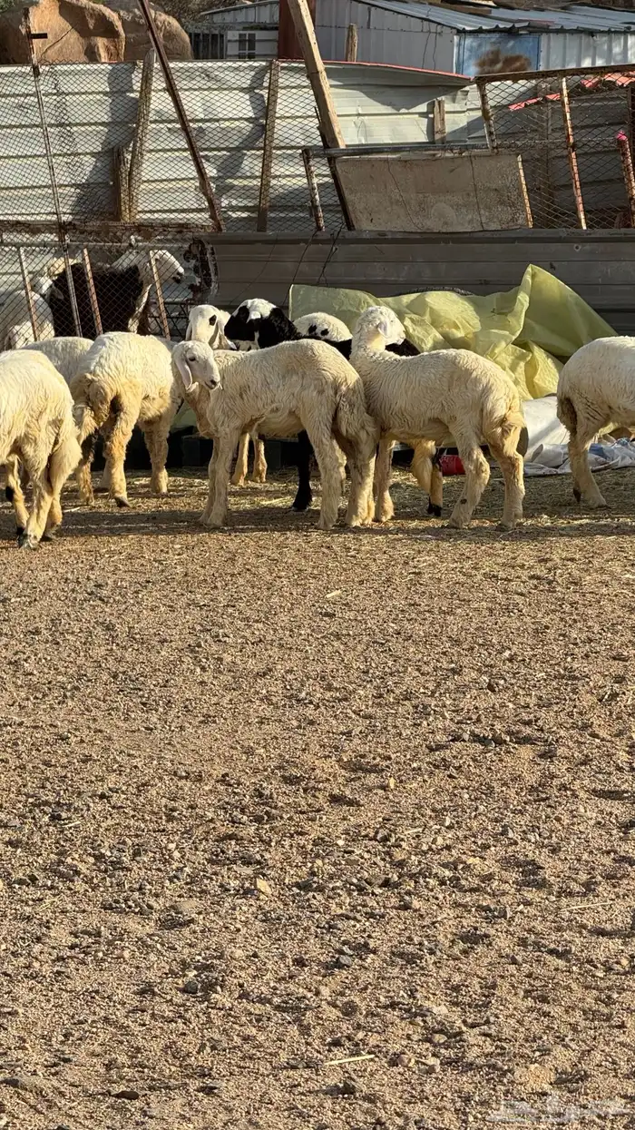 ذبايح حري للمناسبات 1